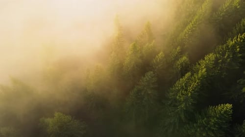 Aerial View of Brightly Illuminated with Sunlight Beams Foggy Dark Forest with Pine Trees at Autumn