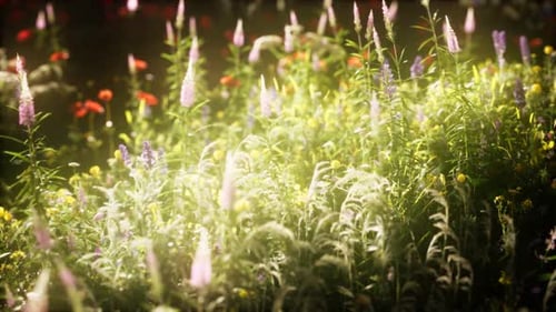 Wild Flowers in the Field