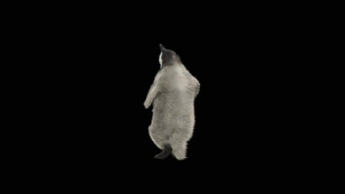 Penguin Dancing HD
