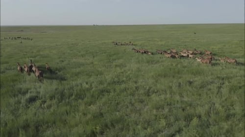 Chevaux sauvages qui courent des Mustangs sauvages sur la belle herbe verte
