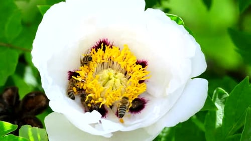 Honey Bees Pollinating Bright White Peony Flower