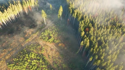 Aerial view of foggy green pine forest with cut down area and spruce trees in autumn mountains.