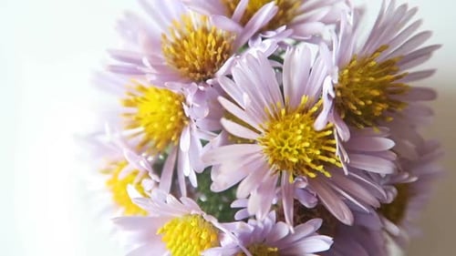 Close-Up of Pastel Purple Flower Bouquet