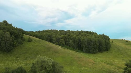 Bosque en una colina