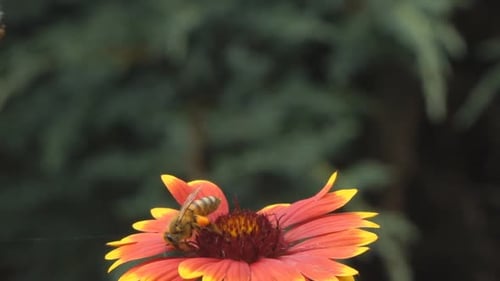 Bee Collecting Pollen on Vibrant Flower Close Up