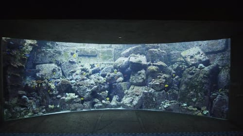 Großes Aquarium mit tropischen Fischen im Aquarium