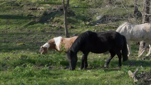 Pferde: Wilder Wald, Nahaufnahme