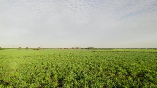 Luftaufnahme eines landwirtschaftlichen Feldes. Zuckerrohrfarm. Blick auf Zuckerrohrfelder vom Himmel. 4K.