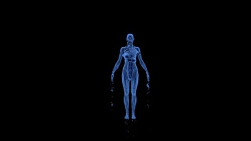 3D Digital Human Anatomy Reveal with X-Ray Effect