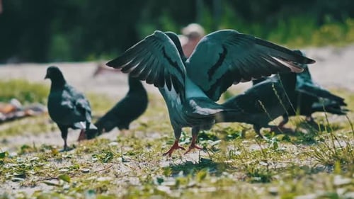 Pigeons are Looking for Food in the Park