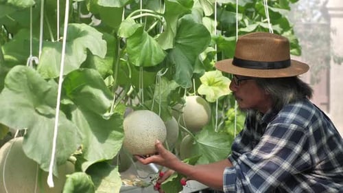Un fermier asiatique vérifie la croissance du melon avant la récolte.