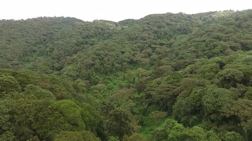 Aerial view of a green forest