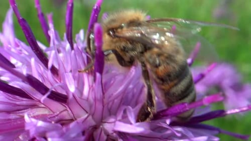 Bee on Purple Flower Gathering Nectar Close Up