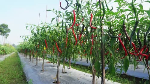 Cayenne Pfeffer