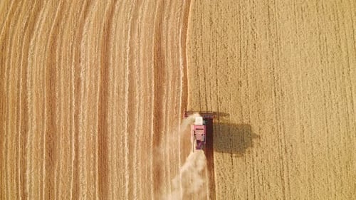 Cosechadora de vista aérea trabajando en el campo. Máquina agrícola Combine Harvester Recolecta oro
