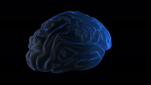 Brain Loop
