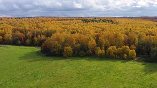 Herbstwald und grüne Wiese