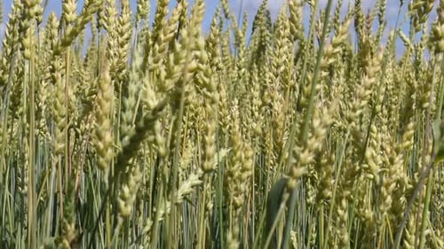 The Wind Swings The Spikelets