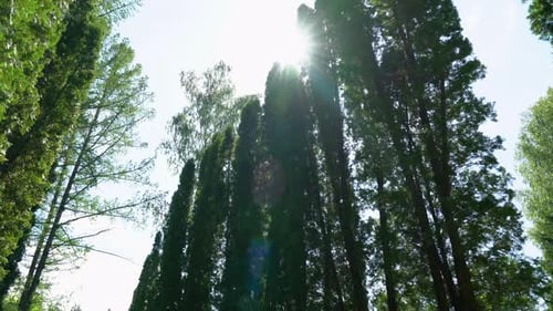Looking Up at Tall Trees in a Forest