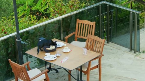 Black Cat Scavenges on Outdoor Patio Table