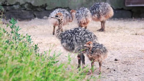 Straußbabys auf einer Straußenfarm