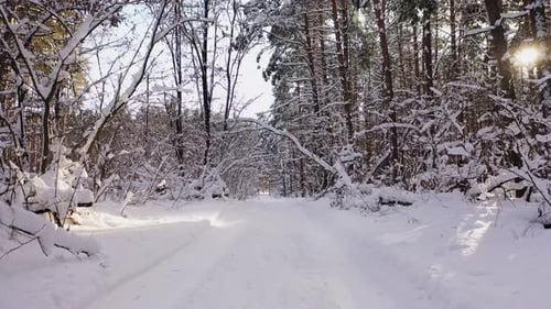 Die Bäume, die an frostigen, sonnigen Tagen mit Schnee bedeckt sind. Wunderschönes Winterpanorama