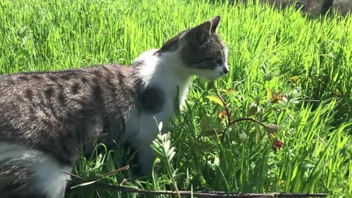 Close-up of domestic young cat in the grass slow motion 1920X1080 HD video - Young gray and white