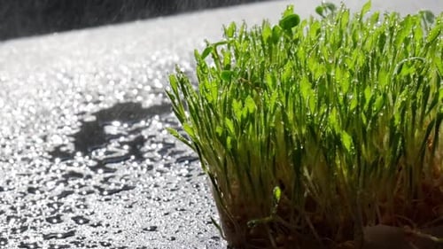 Watering Vibrant Green Micro Greens, Close Up