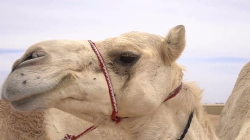Camel schaut dich an