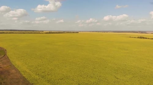 Sonnenblumen-Feld