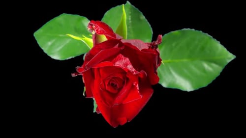 Beautiful Red Rose Rotating on Black Background