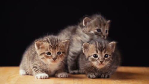 Footage Gatinho fofo senta-se no chão.