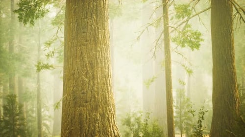 Giant Sequoias in Redwood Forest