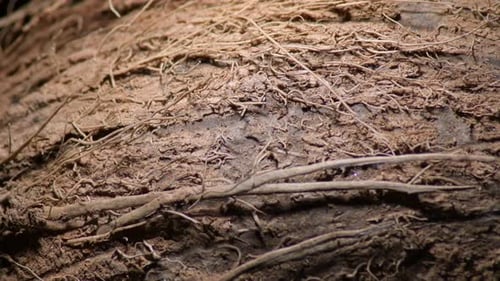 Close-up of Textured Brown Coconut Husk