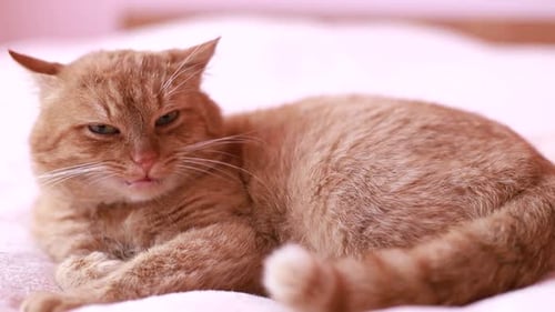Katze sitzt zu Hause auf dem Sofa