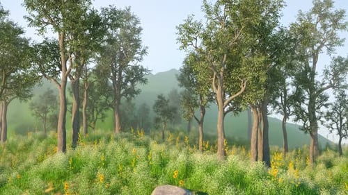 Walking towards a green forest in a summer morning