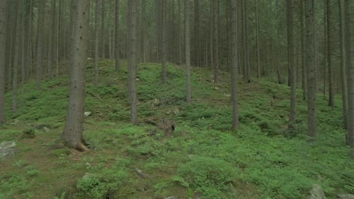 Trees in a forest