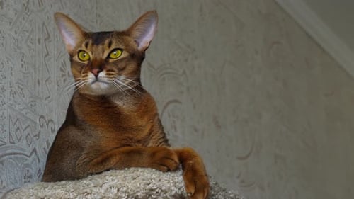 Abyssinian Cat Portrait