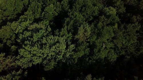 Aerial Top View of Summer Green Trees in Forest Background, Caucasus, Russia