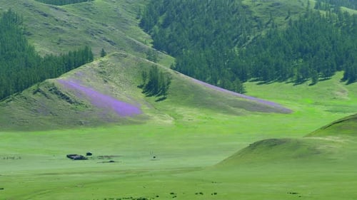 Purple Flowers on The Hill at The Edge of Meadow and Pine Forest