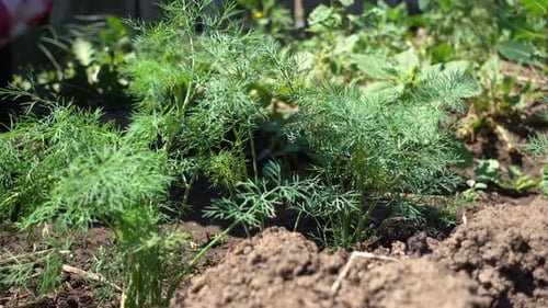 Farmer Hands Cleans Rows of Dill. Growing Organic Greens on a Farm Plot