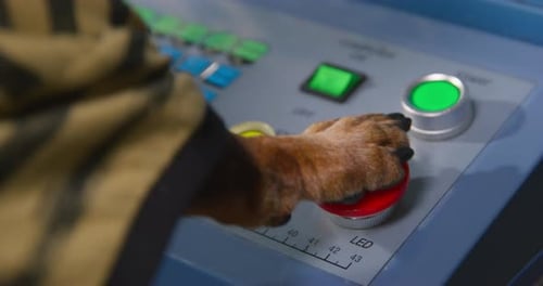 Dog in Tshirt is Nervously Pressing Big Red Start Button on the Panel with Its Paw a View From the