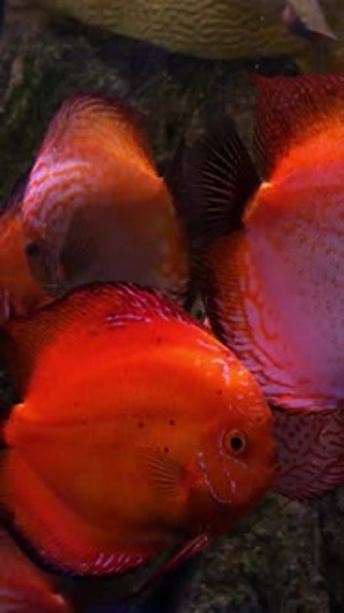 Big Aquarium with Uneven Multicolored Lighting Wherein Swimming Different Exotic Fishes