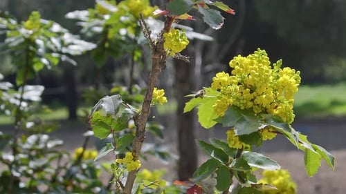 Honigbienen sammeln Pollen von gelben Blumen im Wald 6