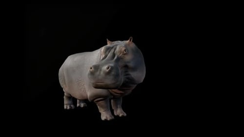 Hippo Looking With Alpha Channel
