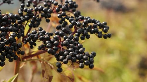 Sambucus ebulus Field Bush Top 4K 2160p 30 images par seconde, vidéo UltraHD - Sureau herbacé Danewort 3840