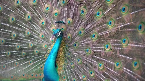 Un paon aux couleurs vives élargit son aile