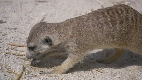 Nahaufnahme eines niedlichen Erdmännchens, das bei Sonnenlicht im Sand nach Nahrung sucht - Zeitlupe. Schauen Sie sich um ein