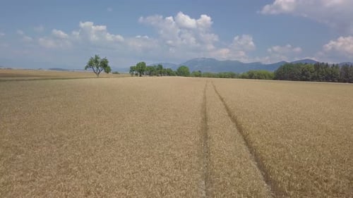 Straße im Weizenfeld im Sommerland
