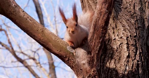 Squirrel Eating in a Tree